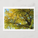 Zoek naar herfstbladeren fotografie Natuur