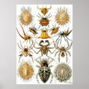 Zoek naar arachnida posters Natuur