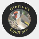 Zoek naar goudvink stickers Wild