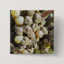 Zoek naar druiven buttons Druif