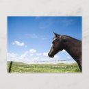 Zoek naar afbeeldingen paarden briefkaarten Paardenfotografie