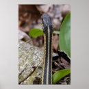 Zoek naar slangen posters Geel