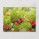 Zoek naar berries briefkaarten Flora