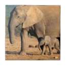 Zoek naar kalf tegels Olifant