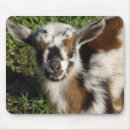 Zoek naar geit muismatten Boerderij