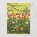 Zoek naar tulpen briefkaarten Kleurrijk