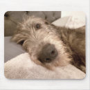 Zoek naar irish muismatten Wolfshond