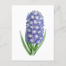 Zoek naar hyacinth briefkaarten Vintage