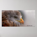 Zoek naar buizerd posters Vogel