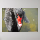 Zoek naar zwarte vogel posters Oranje
