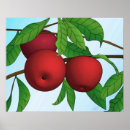 Zoek naar appelboom posters Appels