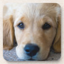 Zoek naar puppy onderzetters Close up