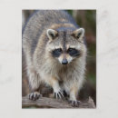 Zoek naar wasbeer briefkaarten Nachtelijk