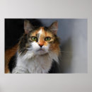 Zoek naar binnenlandse kat posters Langharig