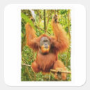 Zoek naar orang oetan stickers Mensaap