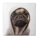 Zoek naar shot tegels Hond