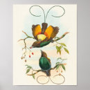 Zoek naar paradijsvogels posters Voor iedereen