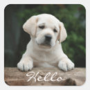 Zoek naar labrador puppy stickers Gele lab