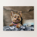 Zoek naar yorkie puzzels Schattig