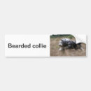 Zoek naar baard bumperstickers Collie