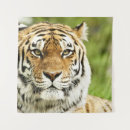 Zoek naar tijger hoofd kunst Kat