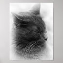 Zoek naar tam posters Dier