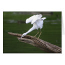 Zoek naar heron fotografie Wilde dieren