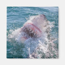 Zoek naar haai magneten Oceaan