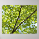 Zoek naar wit berk posters Natuur