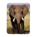 Zoek naar afrikaanse olifant magneten Dag