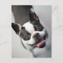 Zoek naar franse bulldogs briefkaarten Puppies