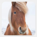 Zoek naar ijslands paard stickers Superstock