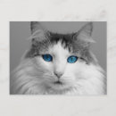 Zoek naar witte kat briefkaarten Grijs
