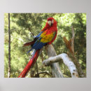 Zoek naar rode papegaai posters Vogels