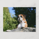 Zoek naar boxer dog briefkaarten Canine fotograaf