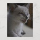 Zoek naar siamese kat briefkaarten Cat