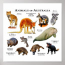 Zoek naar australische dieren posters Voor iedereen