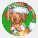 Zoek naar magyar vizsla stickers Hongaarse aanwijzer