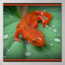 Zoek naar salamander kunst Oranje