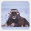 Zoek naar steven stickers Alaska