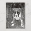 Zoek naar boxer briefkaarten Portret