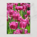 Zoek naar paarse tulp briefkaarten Roze