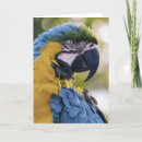 Zoek naar profiel kaarten Portret