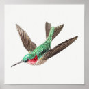 Zoek naar kolibrie posters Vogel