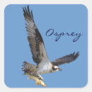 Zoek naar photography stickers Visarend