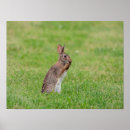 Zoek naar easter bunny kunst Dier