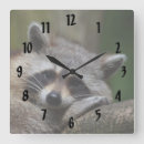 Zoek naar wasbeer klokken Natuur