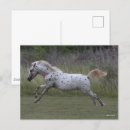 Zoek naar spotty briefkaarten Pony of america