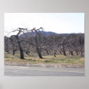 Zoek naar appelboom posters Voor haar