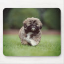 Zoek naar shih tzu muismatten Dier